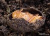 zlatohlávek hladký (Brouci), Potosia cuprea, Scarabaeoidea (Coleoptera)
